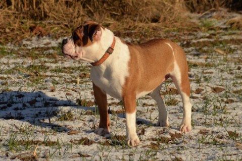Continental Bulldog Seeblickbulls Josefine